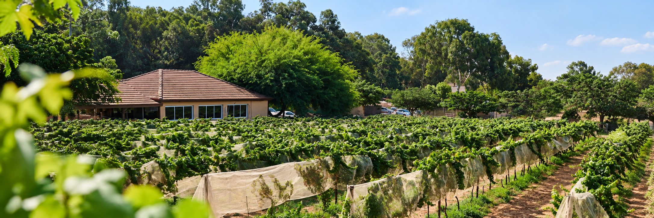 Soultalk farm